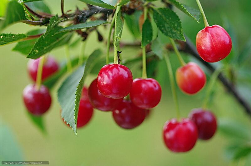 Red Cherries on a Branch — Natural, Summer
