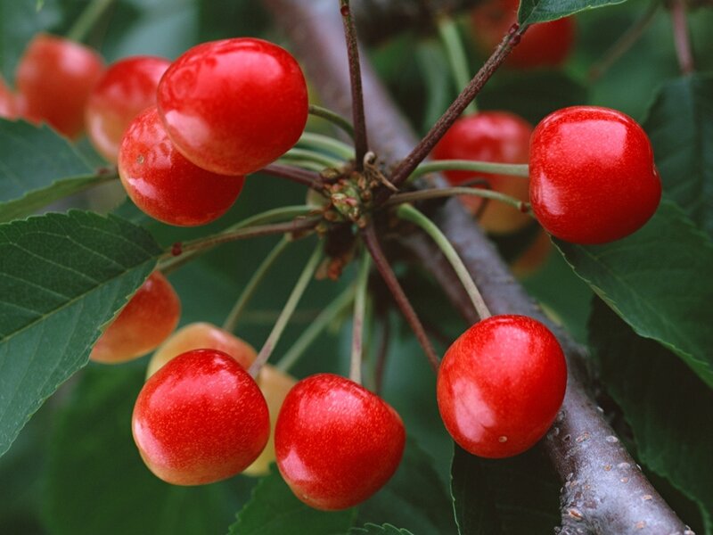 Red Cherries on a Branch — Natural