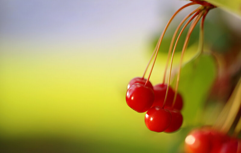 Red Cherries on a Branch — Serene, Afternoon