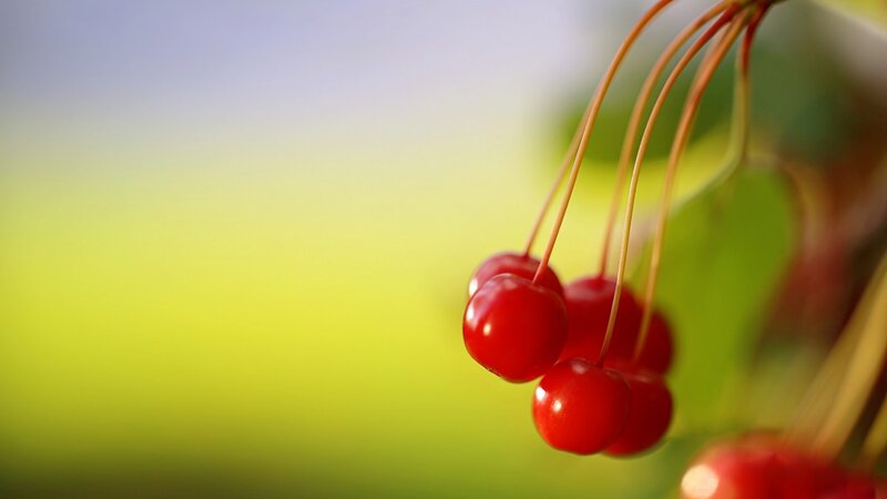 Red Cherries on a Branch — Serene