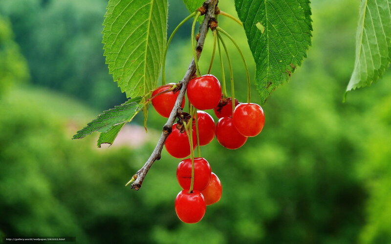 red cherries on a branch