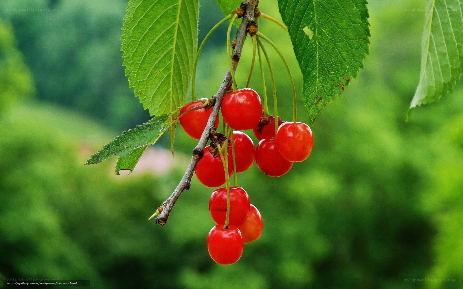 red cherries on a branch
