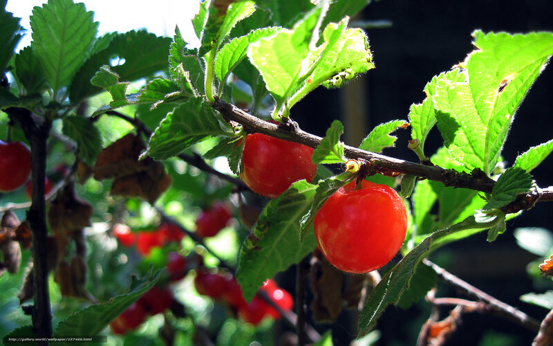 Red cherries on a tree branch