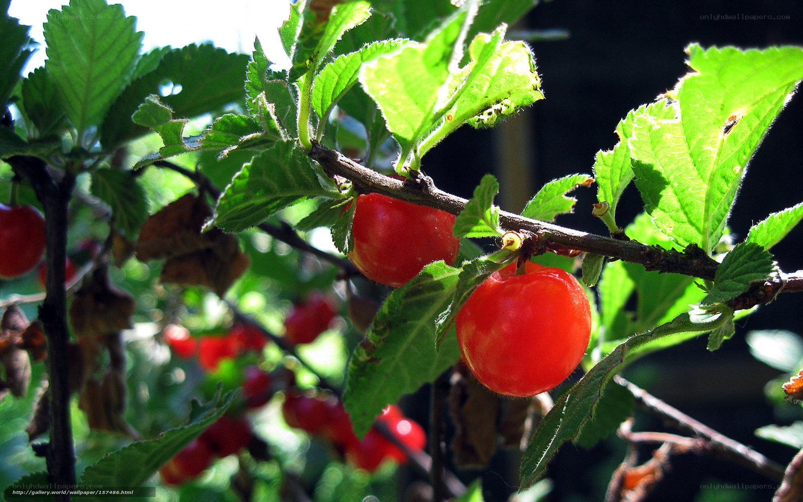 Red cherries on a tree branch