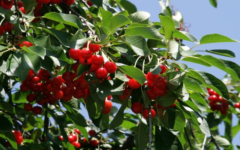 Red Cherries on a Tree — Serene