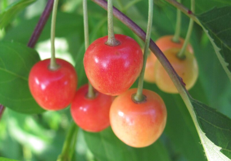 red cherries on a tree