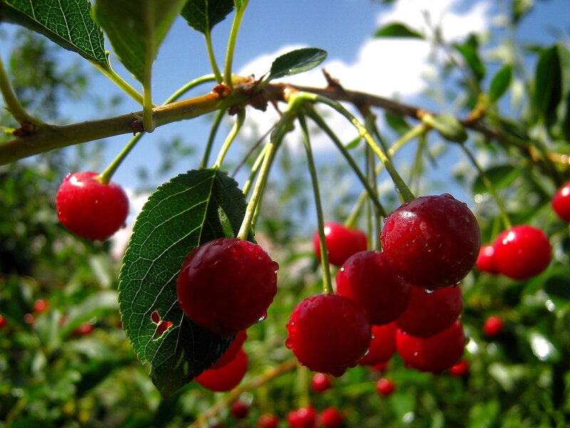 Red Cherries on Branch — Bright