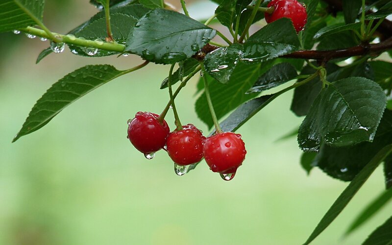 Red Cherries on Branch — Fresh