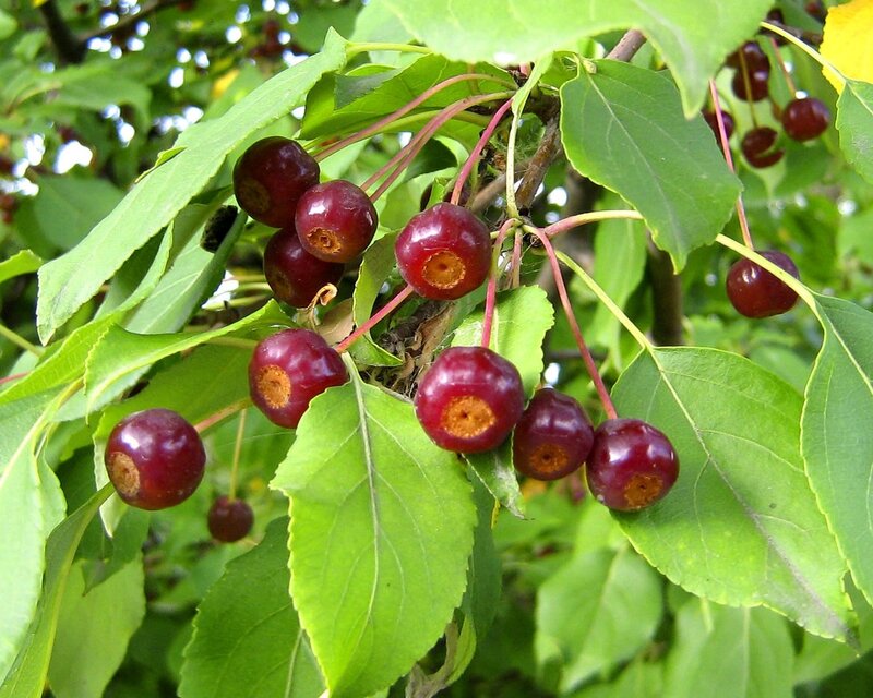 Red Cherries on Branch — Green