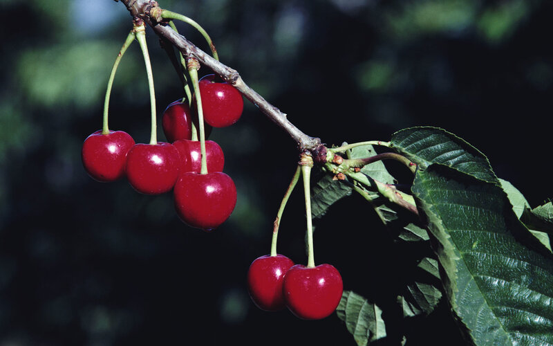 Red Cherries on Branch — Natural, Afternoon, Photograph, Leaves