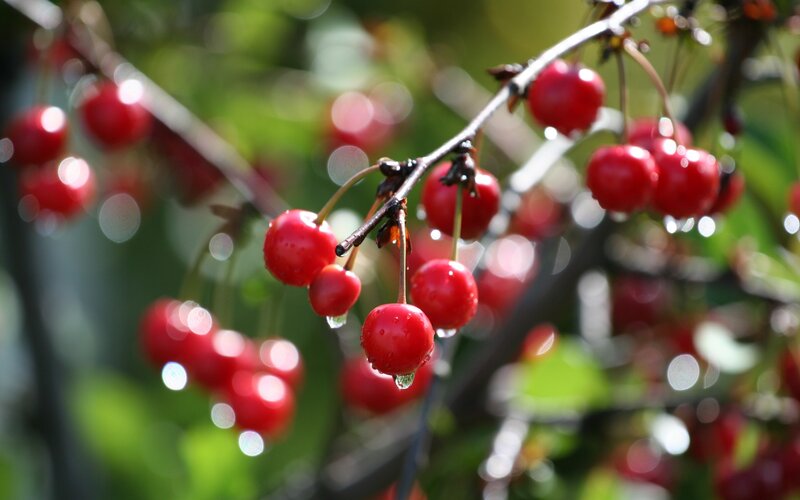 Red Cherries on Branch — Natural, Afternoon