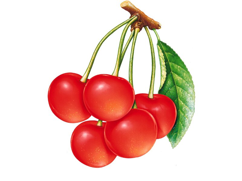 Red Cherries on Branch — Natural, Illustration