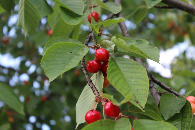 Red Cherries on Branch — Natural, Summer, Photograph, Leaves, Sky
