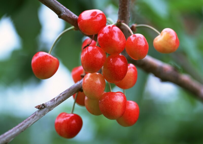 Red Cherries on Branch — Natural, Summer, Photograph