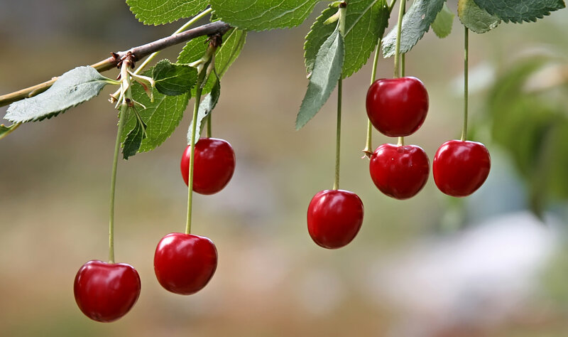 Red Cherries on Branch — Natural, Summer
