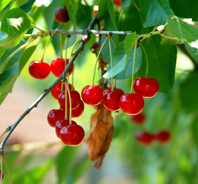Red Cherries on Branch — Natural