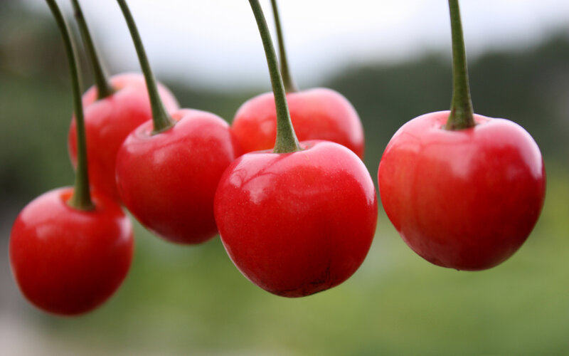 Red Cherries on Stems
