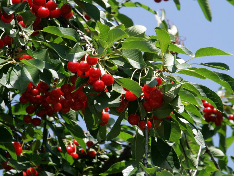 Red Cherries on Tree — Serene