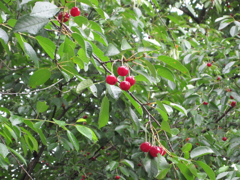 Red Cherries on Tree