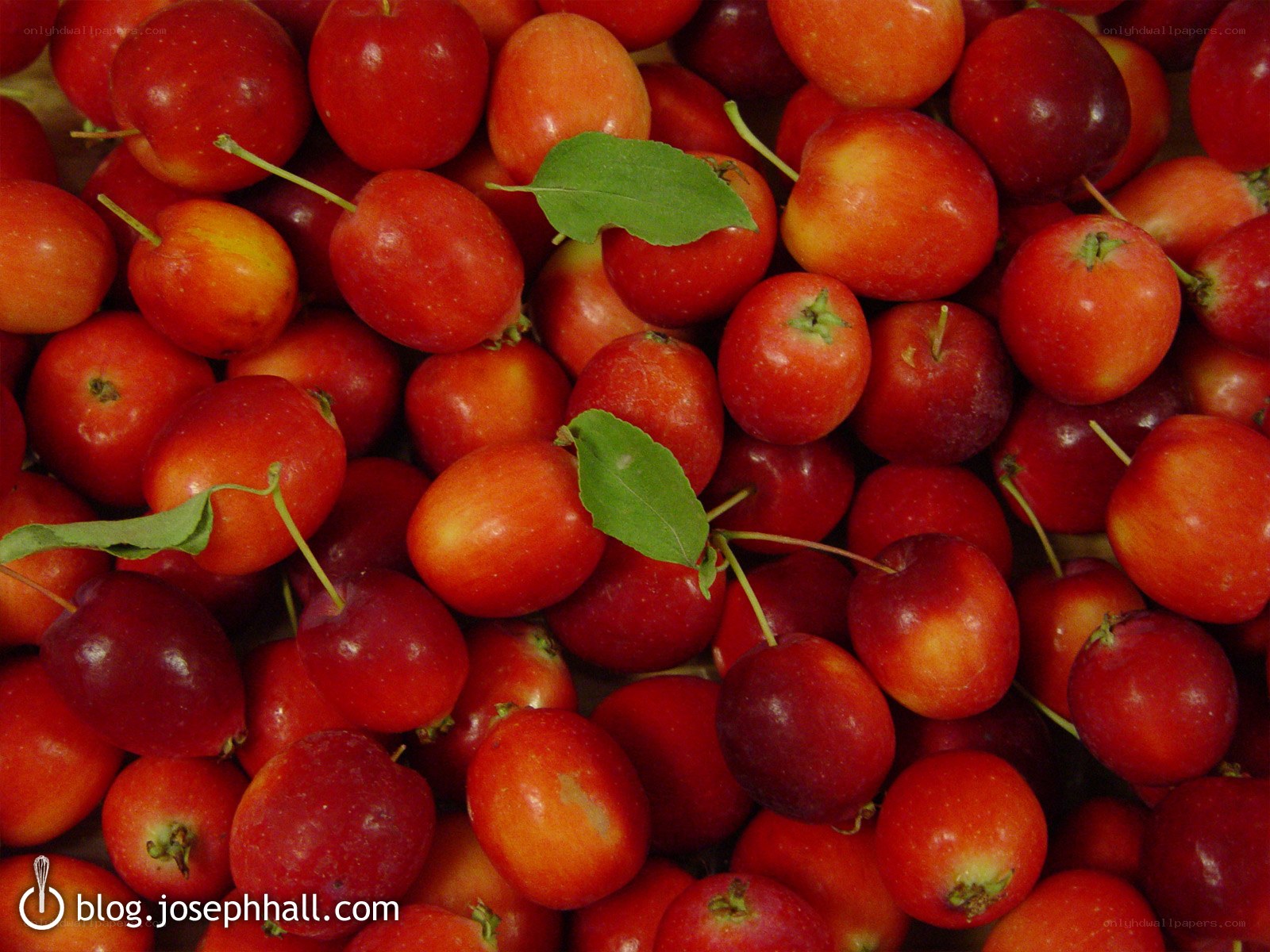 Red cherries with green leaves