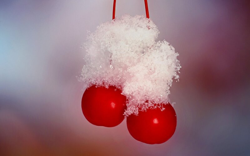 Red Cherries with Snow