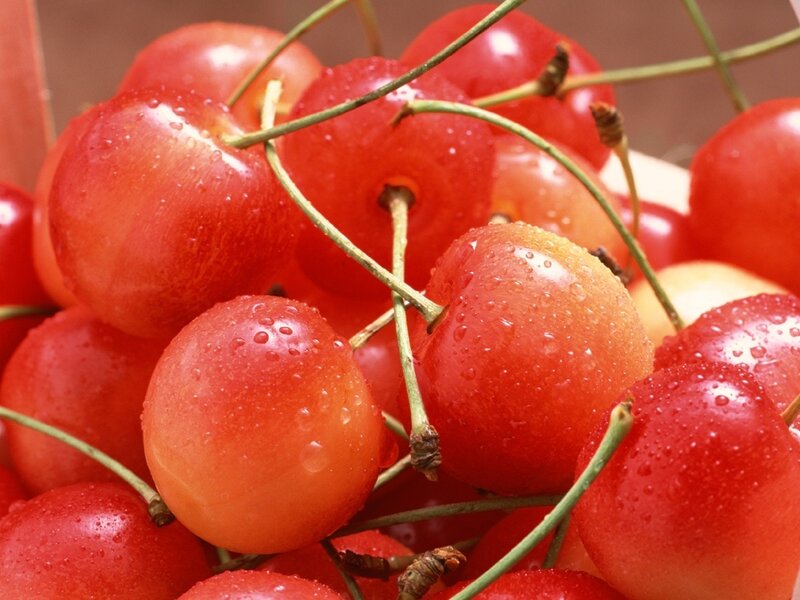 Red Cherries with Water Droplets — Fresh