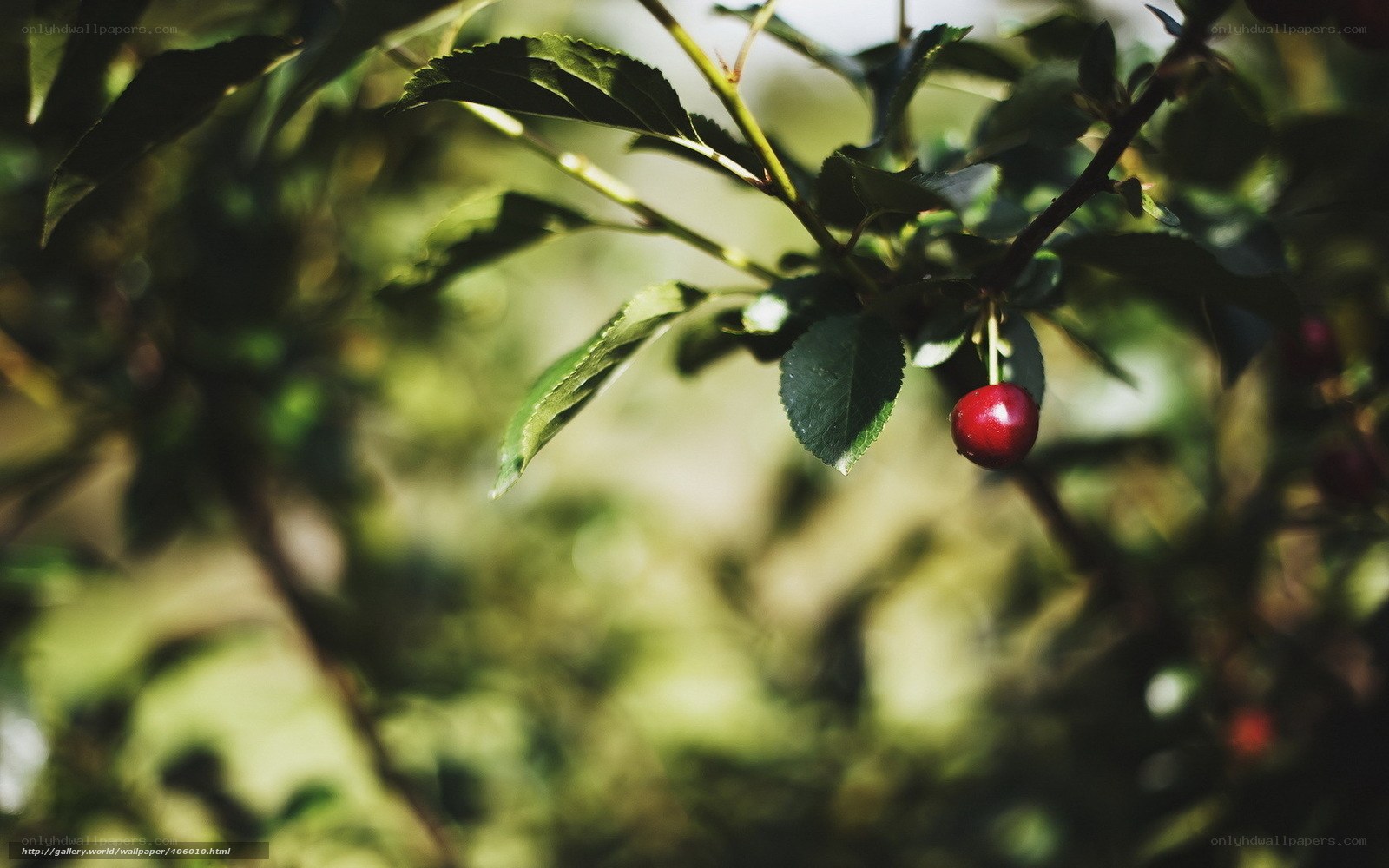 Red cherry on a branch