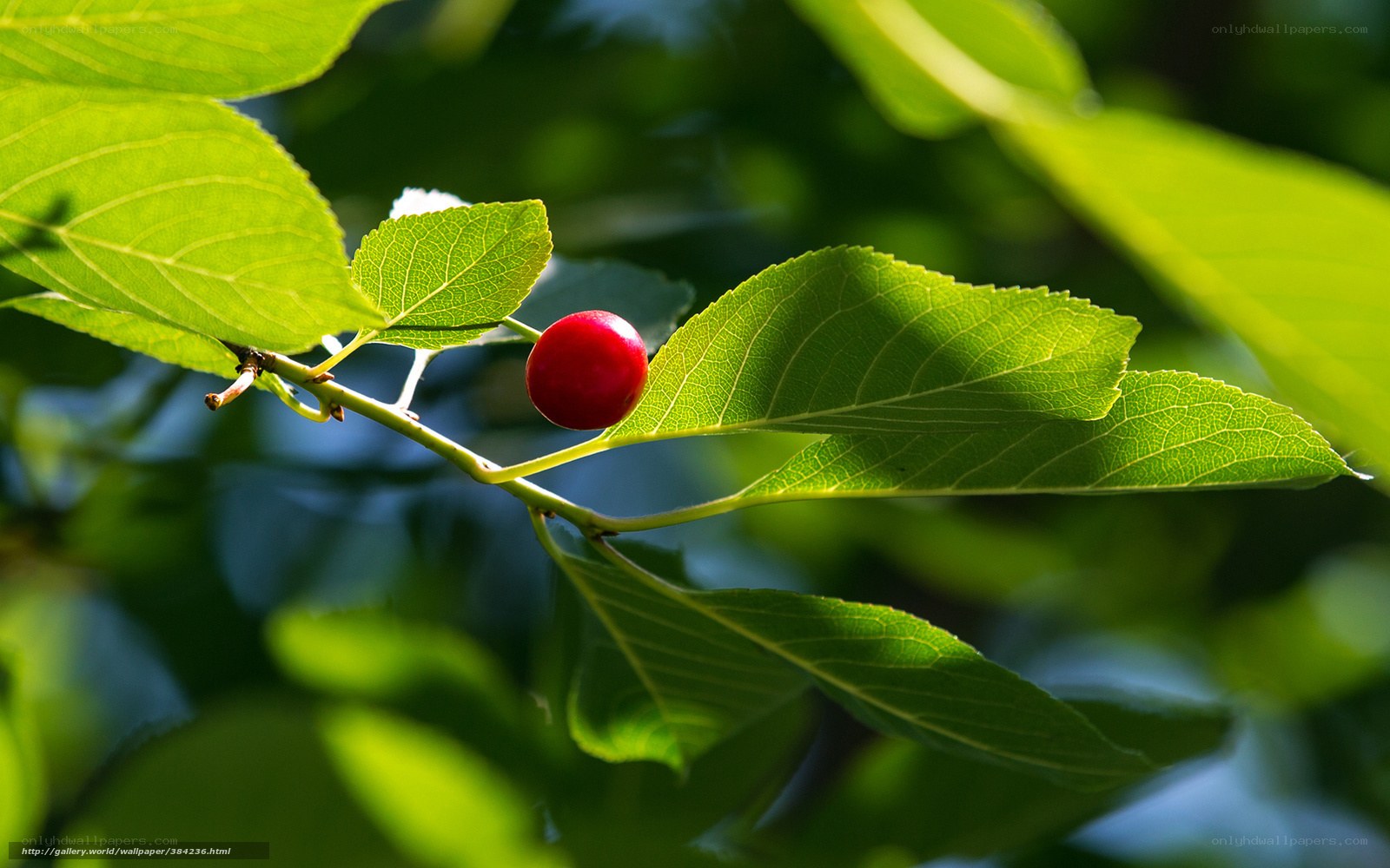 Red cherry on a leafy branch