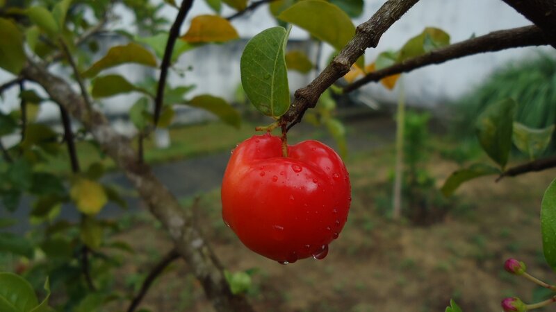 Red cherry on a tree branch