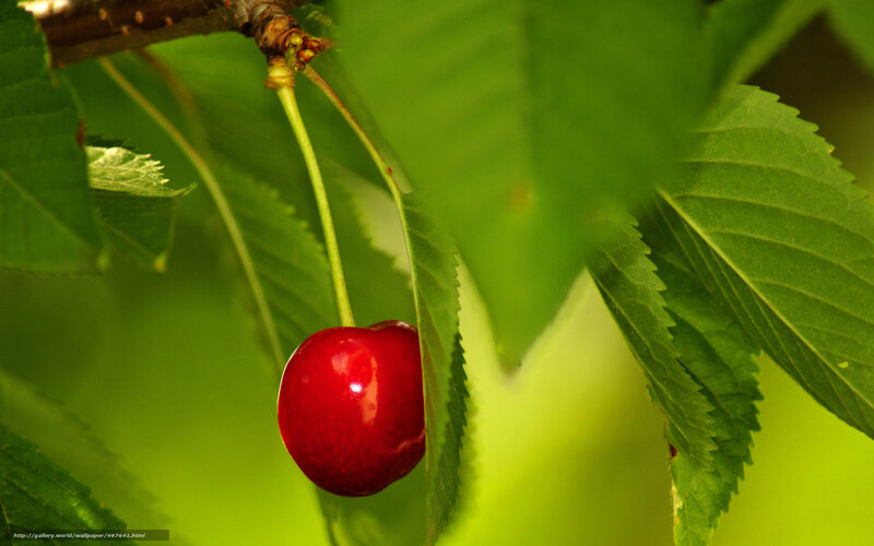 red cherry on a tree