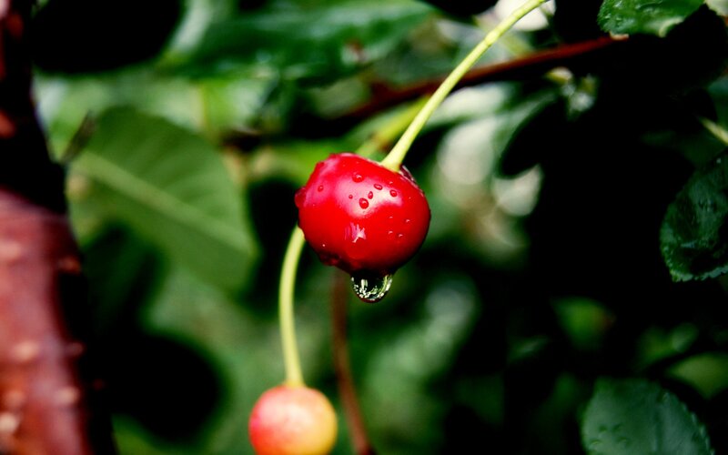 Red Cherry on Branch — Natural, Morning