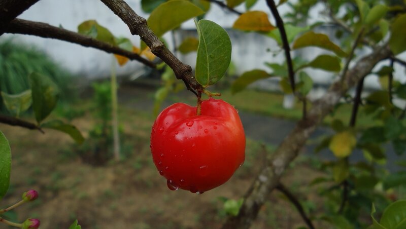 Red Cherry on Branch — Natural, Photograph