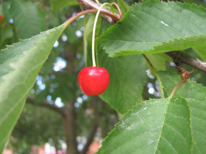 Red Cherry on Branch — Natural, Summer, Photograph, Green Leaves