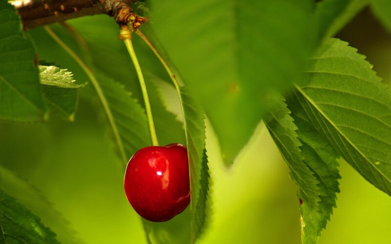 Red Cherry on Branch — Natural, Summer