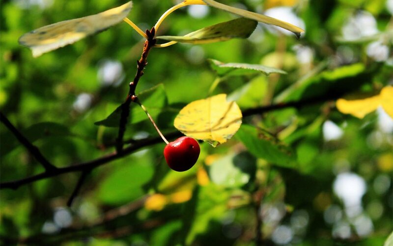 Red Cherry on Branch