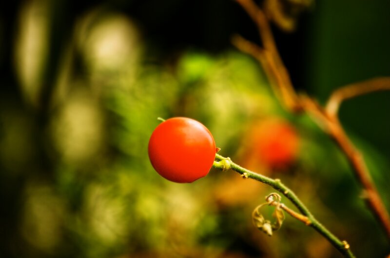 Red cherry tomato on a vine
