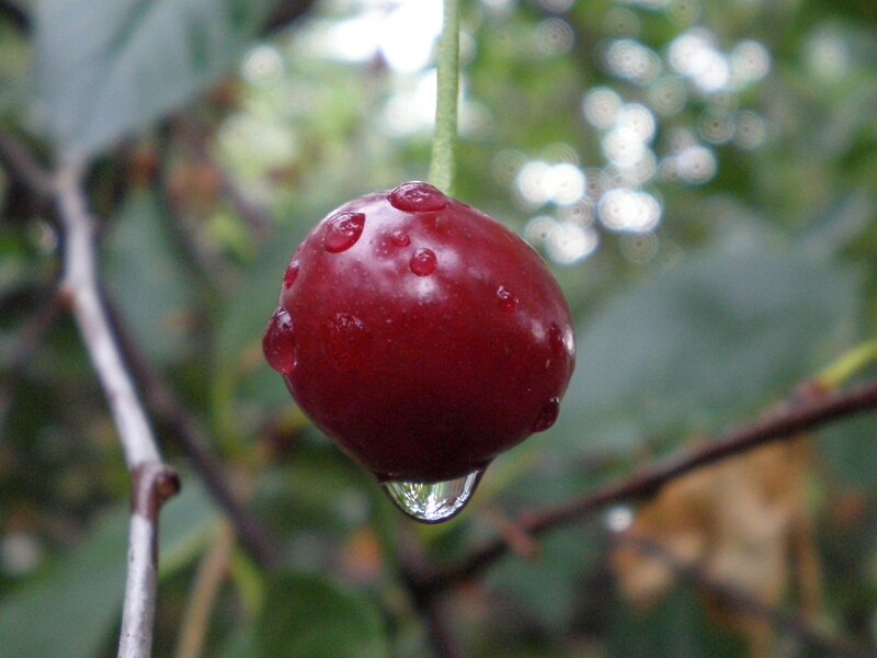 Red Cherry with Water Droplet