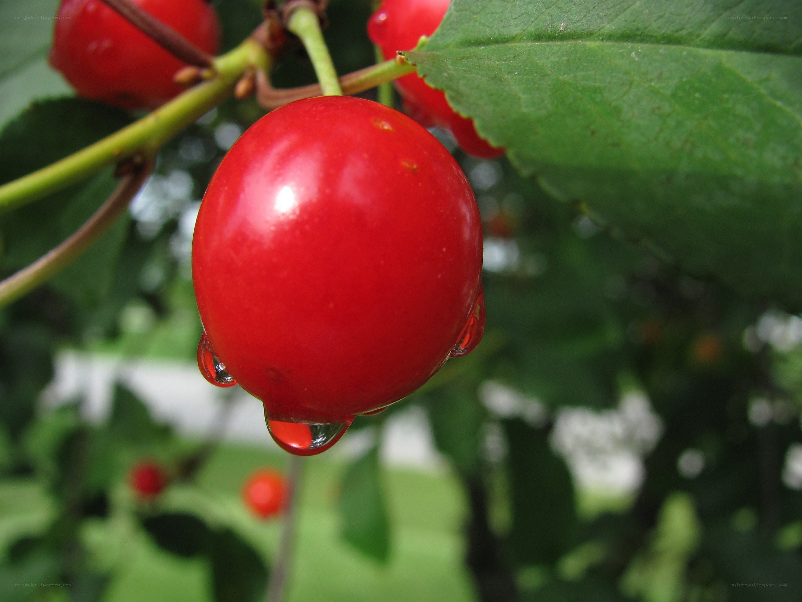 Red cherry with water droplets