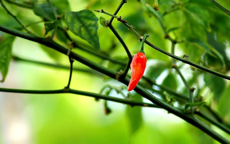 red chili pepper on a plant