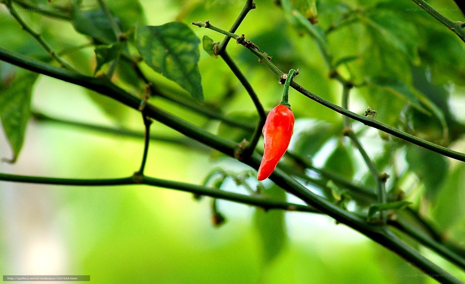 Red chili pepper on a plant