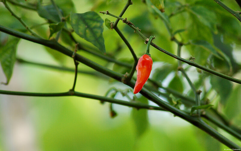Red Chili Pepper on Plant — Green