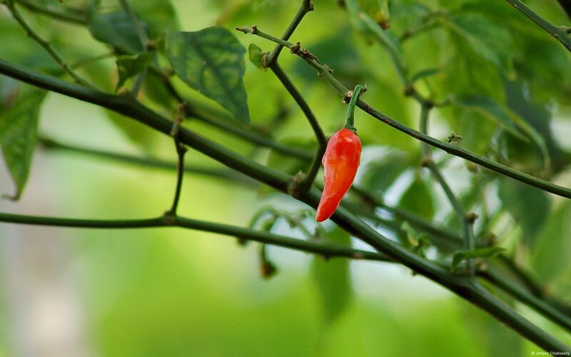 Red Chili Pepper on Plant