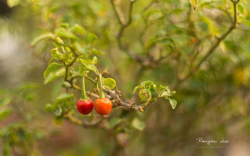 Red Chili Peppers on Branch