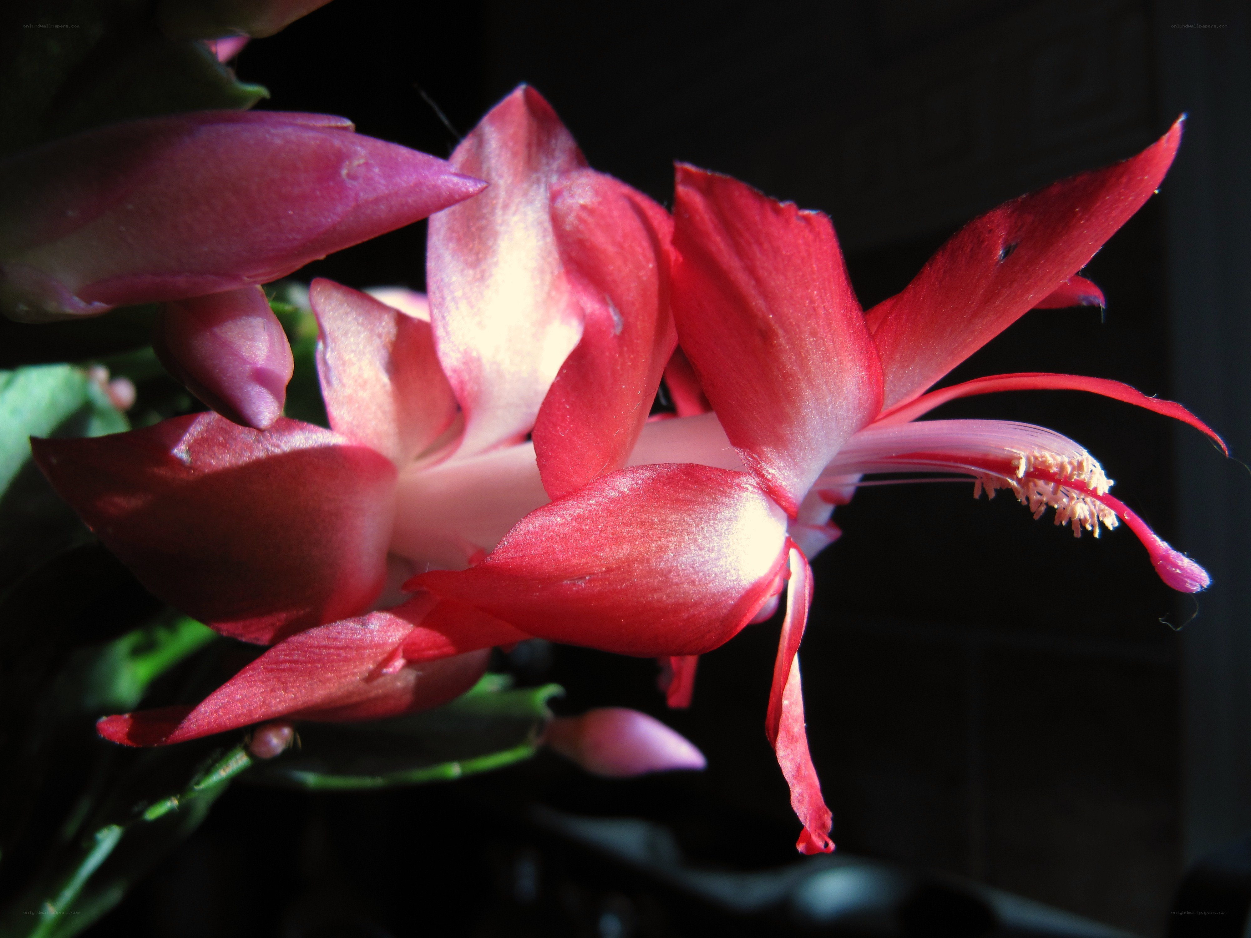 Red Christmas cactus flower