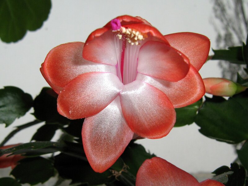 Red Christmas Cactus Flower — Calm