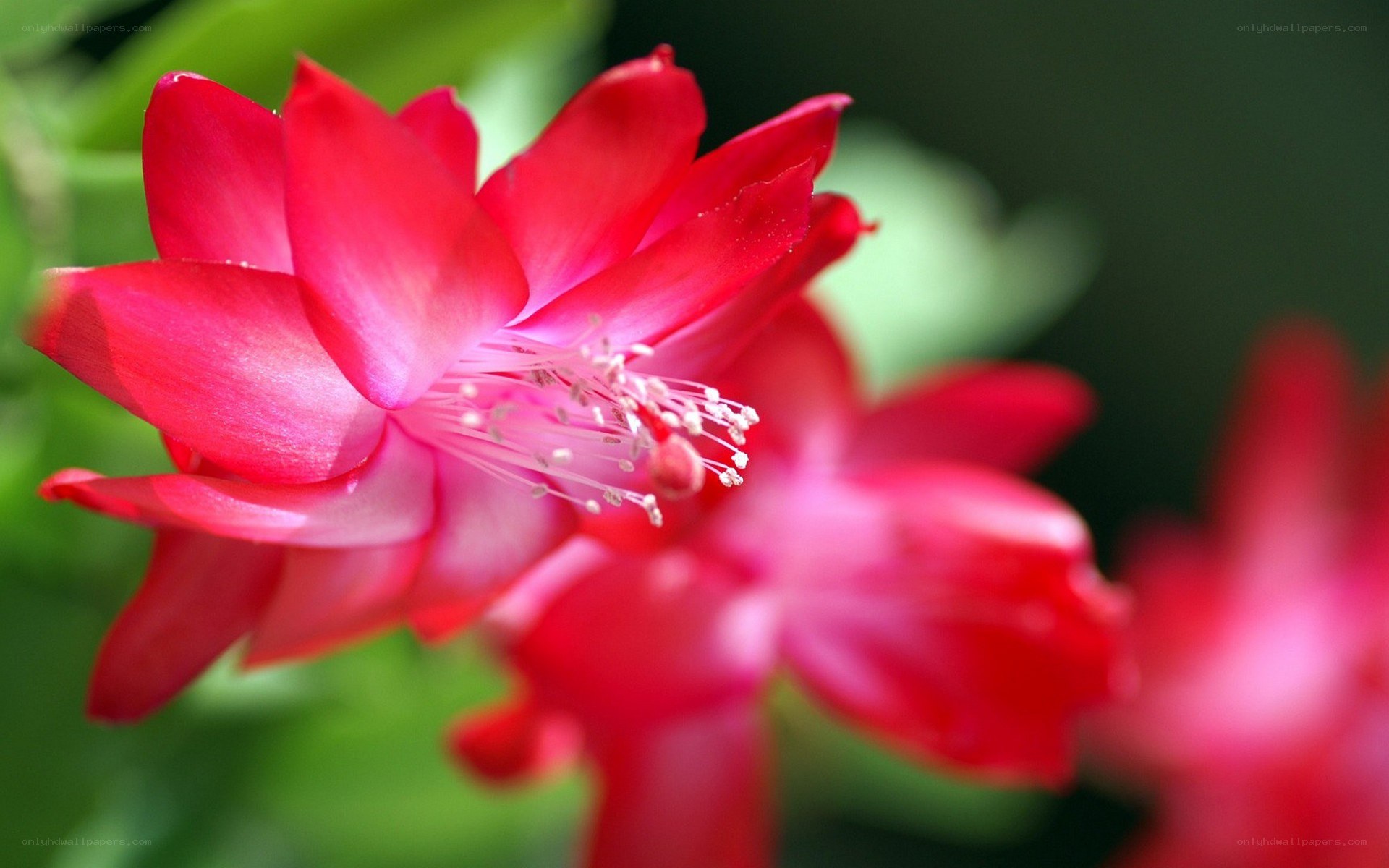 Red Christmas cactus flower