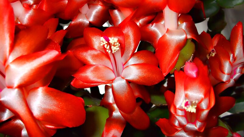 Red Christmas cactus flowers