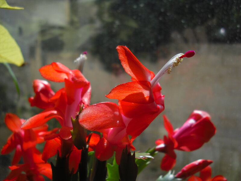 Red Christmas cactus flowers