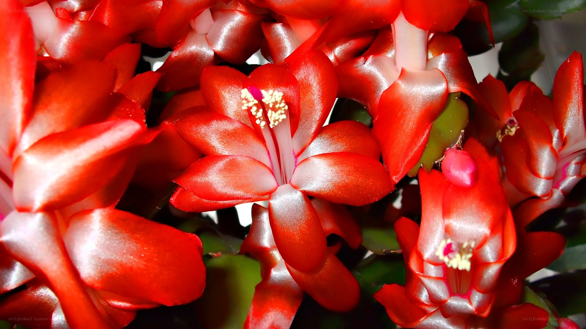 Red Christmas cactus flowers
