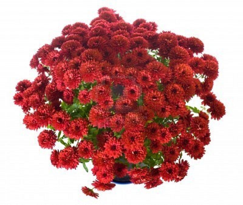 Red Chrysanthemum Bouquet